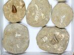 Flat: Cretaceous Marine Vertebrate Fossils - Pieces #96119-1